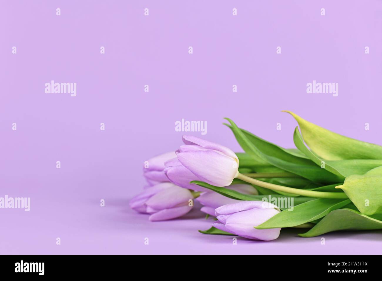 Violette Tulpen Frühlingsblumen auf pastellfarbenem Hintergrund mit Kopierraum Stockfoto