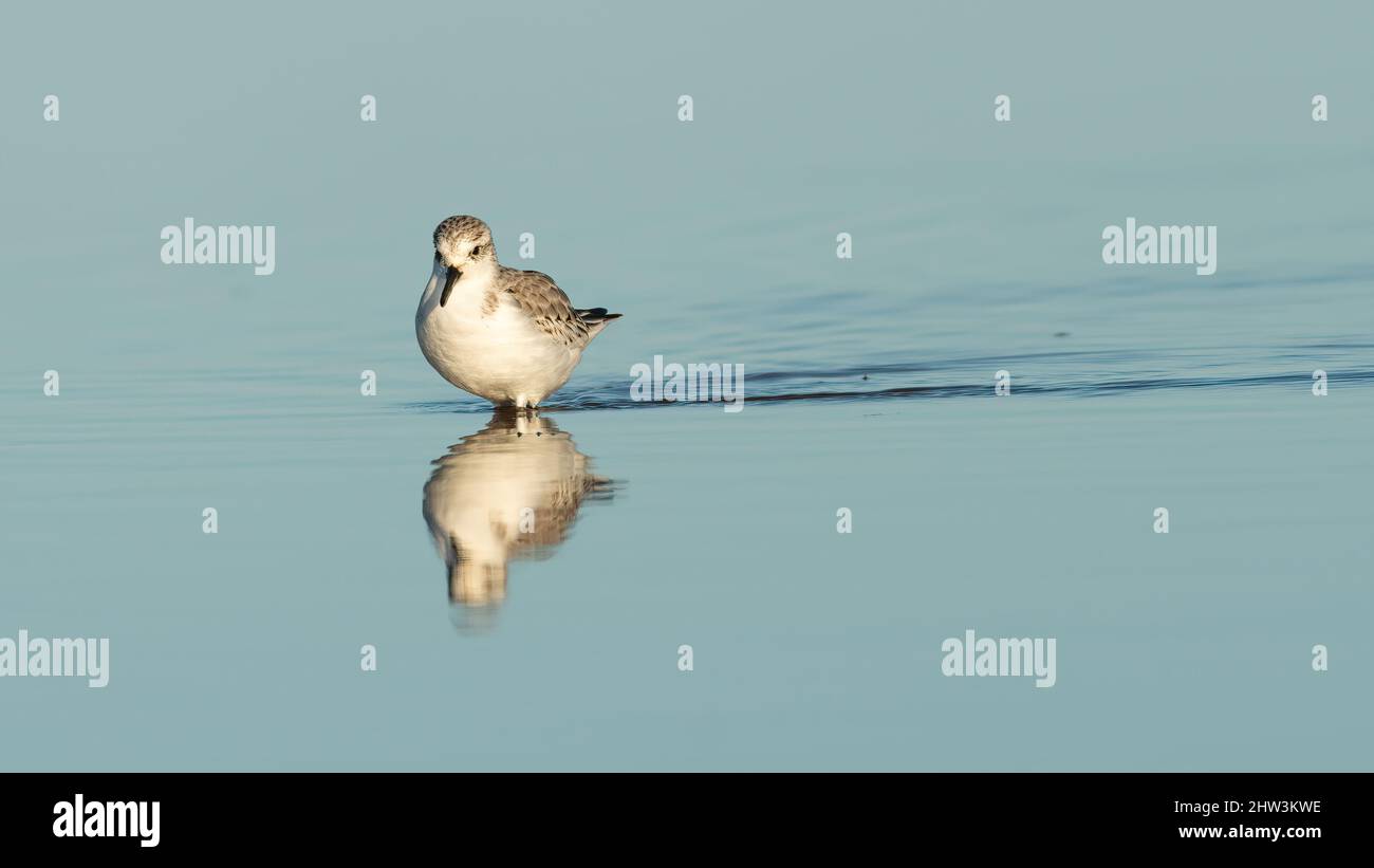 Sanderling (Calidris alba) waten in einem Pool an der Küste. Niedlicher britischer Wattkämpfer in einer minimalistischen Wildtierszene. Stockfoto