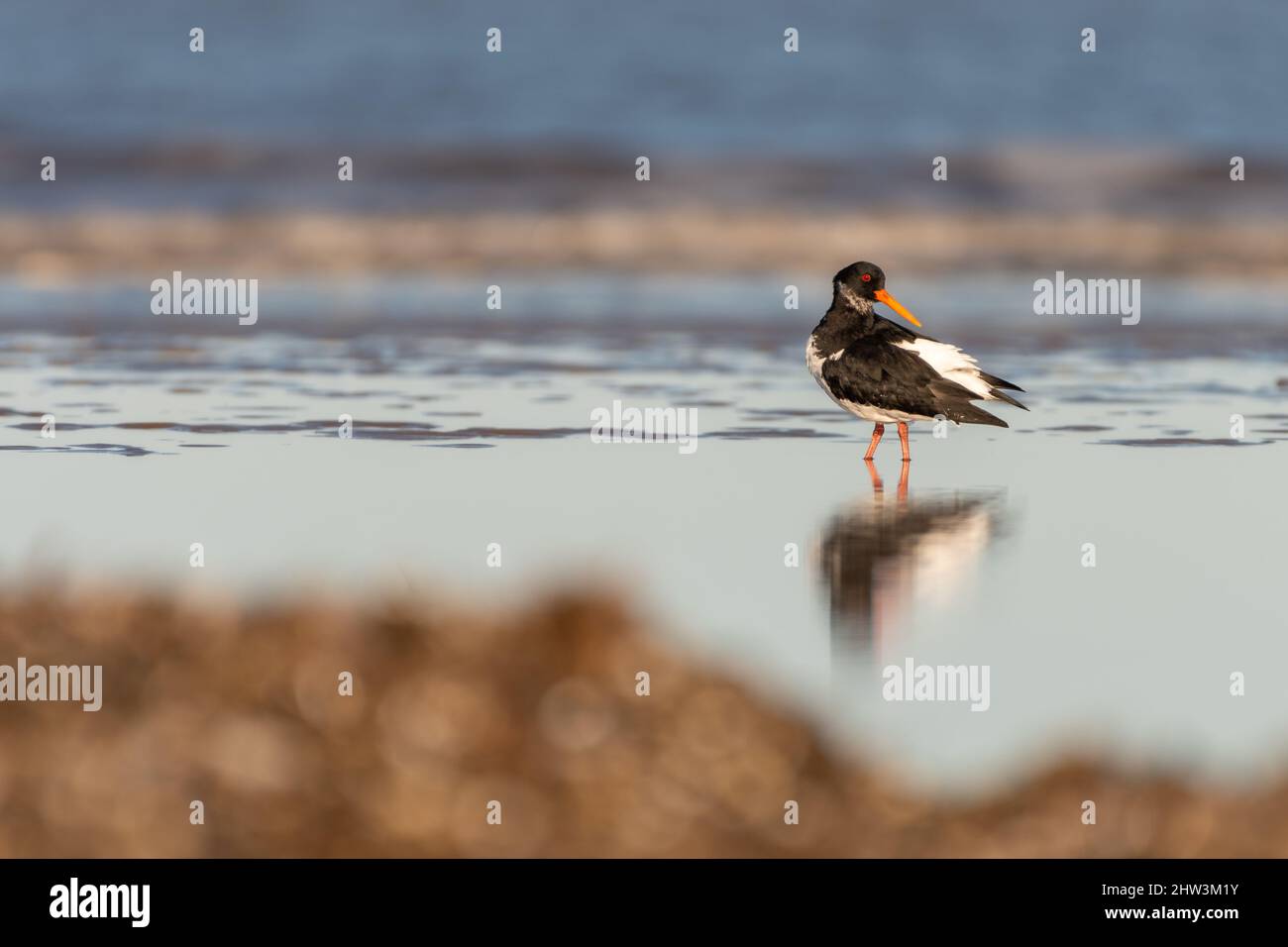 Eurasischer Austernfischer (Haematopus ostralegus) mit Reflexion im Wasser. Ruhige Naturszene, North Norfolk Coast, Großbritannien. Stockfoto