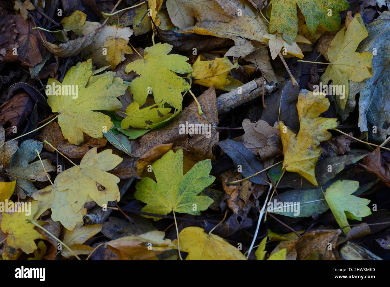 Feld Ahornblatt Wurf im Herbst. Dorset, Großbritannien Stockfoto