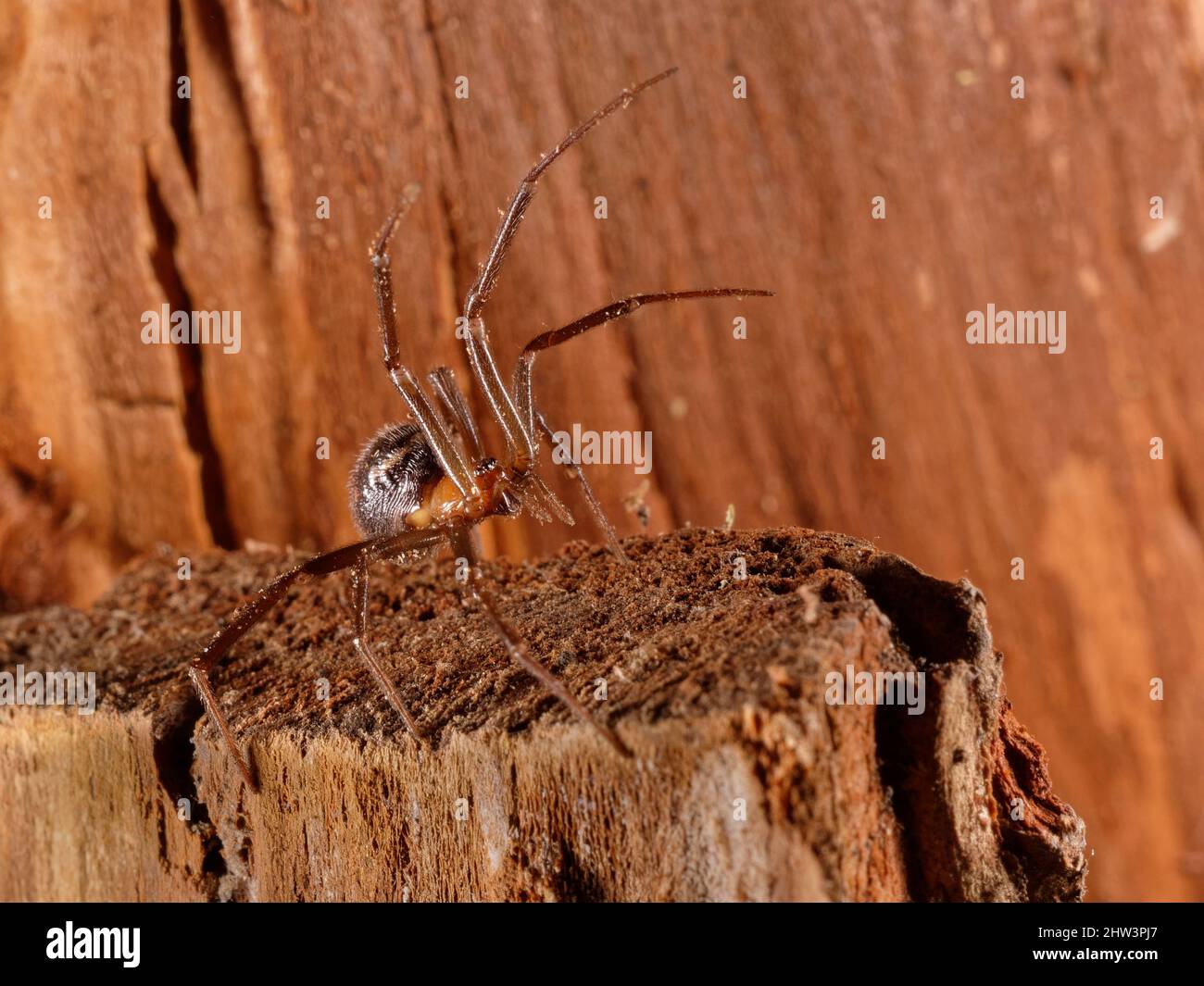 Falsche schwarze Witwe / Schrankspinne (Steatoda grosa) Weibchen mit Vorderbeinen, die in defensiver Haltung auf gelagertem Holz in einem Gartenschuppen, Wiltshire UK, angehoben wurden Stockfoto