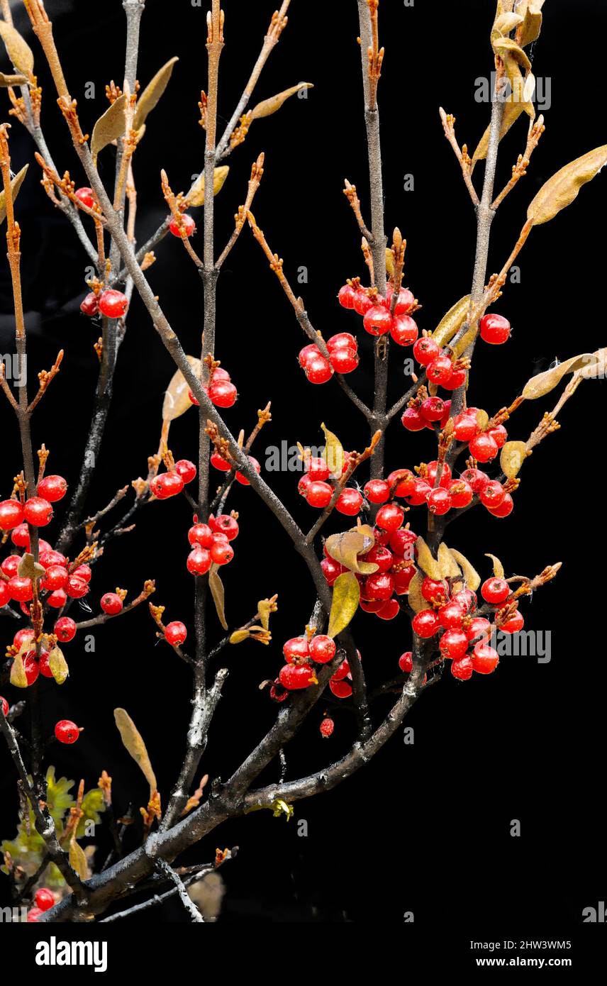 Heidelbeeren, Wildpflanzen, Herbst, Arktis, Brooks Range Mountains, Alaska Stockfoto