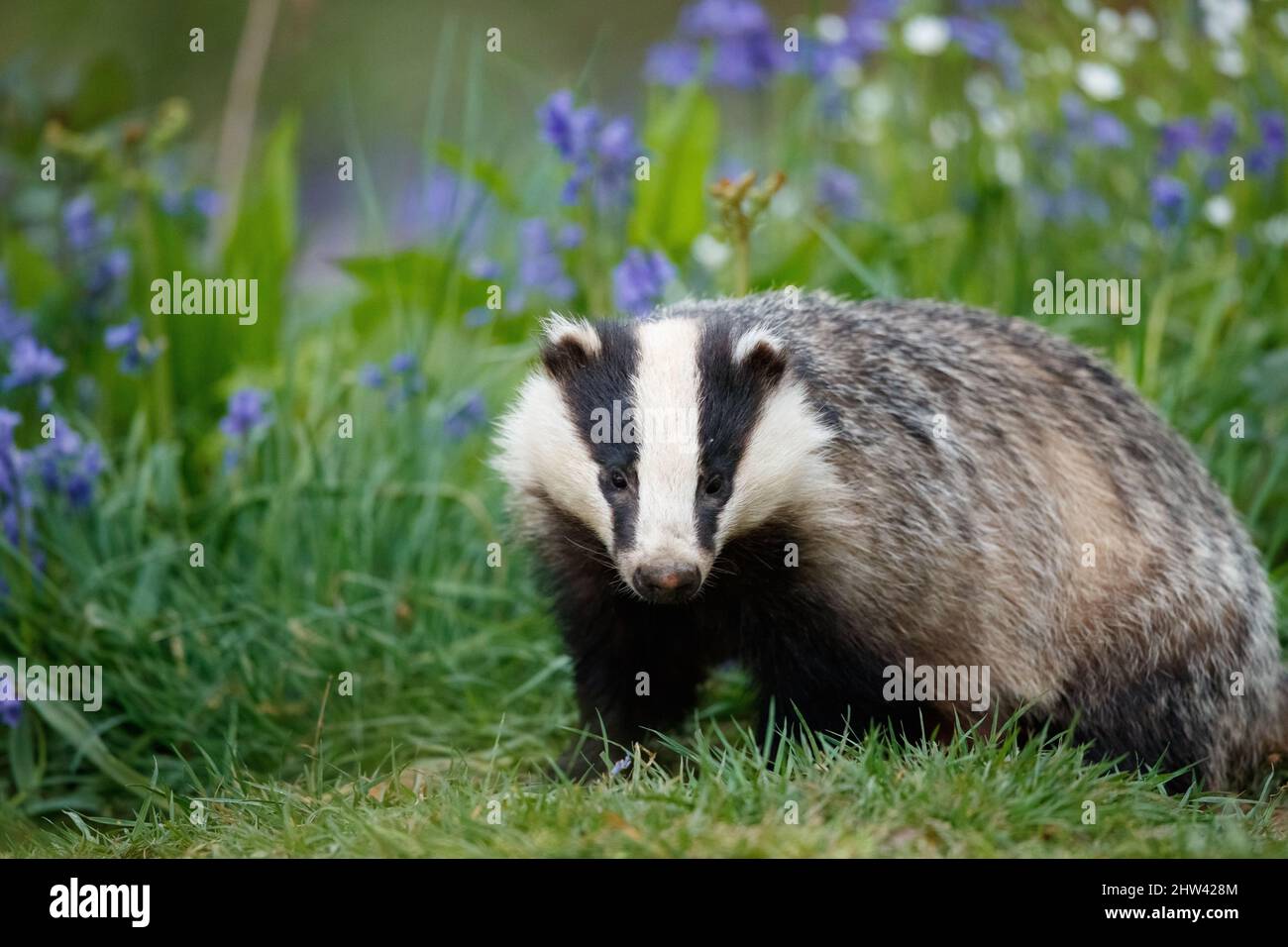 Dachs, der aus dem Bau herauskommt und von Bluebellen umgeben ist Stockfoto