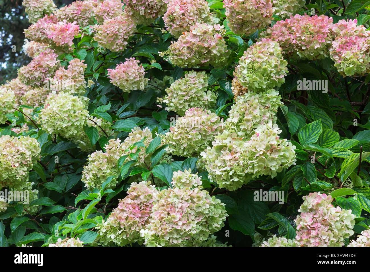 Hortensien Strauch mit lindengrünen und rosa Blüten im Spätsommer. Stockfoto