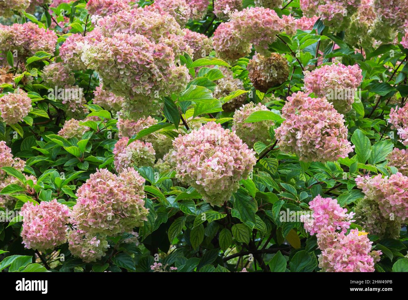 Hortensien Strauch mit lindengrünen und rosa Blüten im Spätsommer. Stockfoto