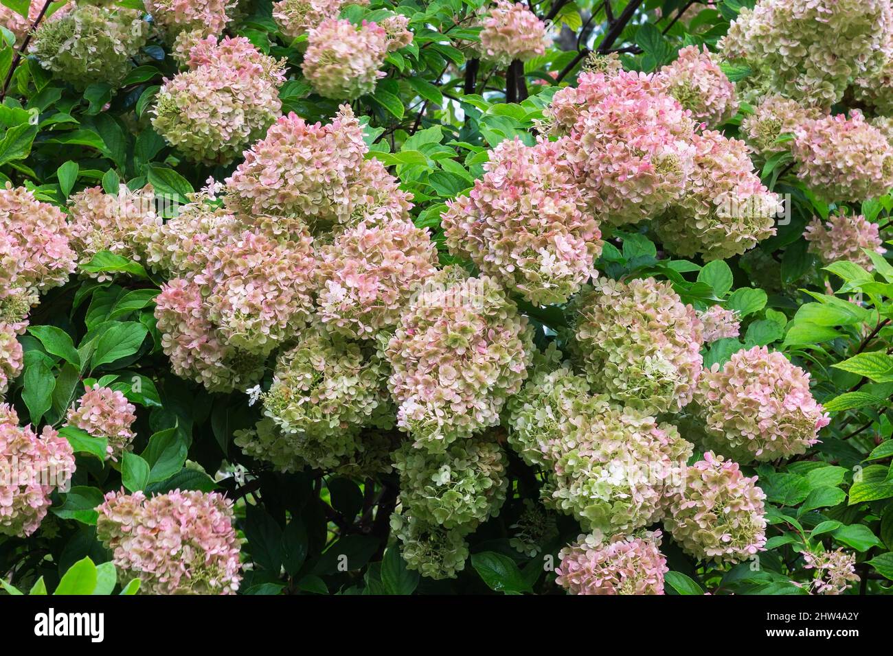 Hortensien Strauch mit lindengrünen und rosa Blüten im Spätsommer. Stockfoto