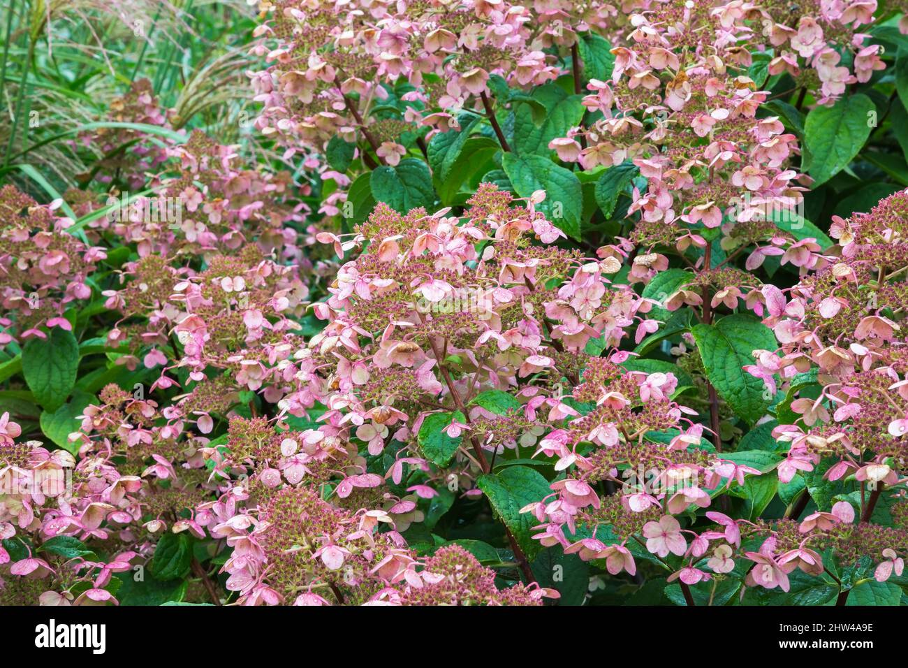 Hortensia paniculata Strauch mit rosa Blüten im Spätsommer. Stockfoto