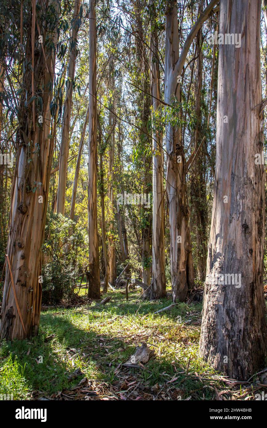 Im Tilden Park gibt es eine Gruppe von Blue Gum Eucalyptus Bäumen auf der Wanderung zum Jewel Lake. Stockfoto