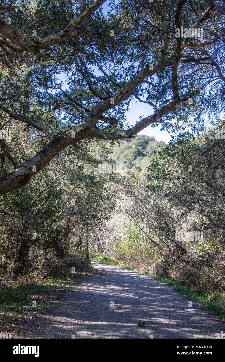 Loope Road Trail im Tilden Park auf der Wanderung zum Jewel Lake. Tilden Park liegt in den Hügeln auf der Ostseite von Berkeley, Kalifornien. Stockfoto