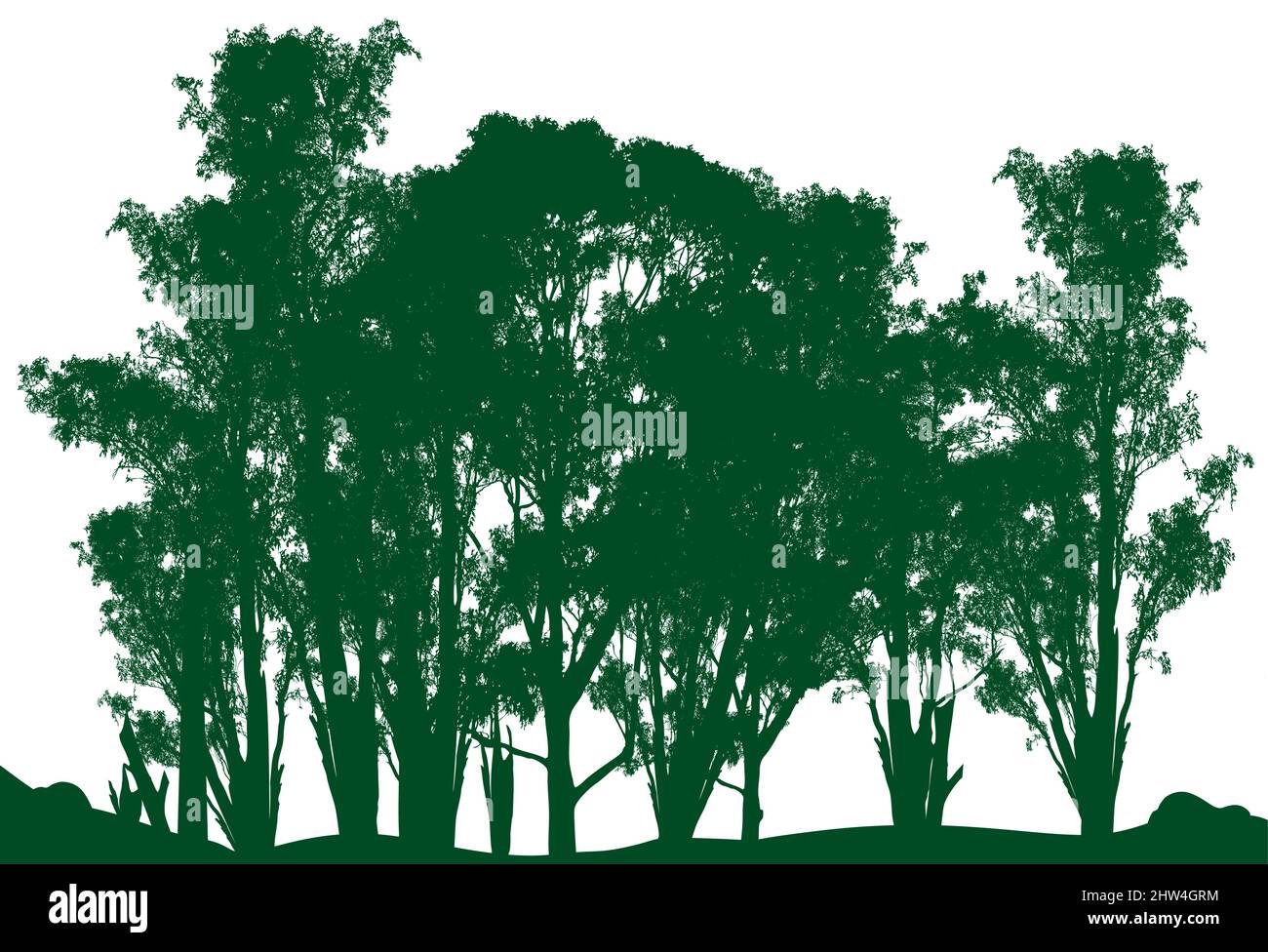 Eukalyptus-Gummibaum auf weiem Hintergrund Australischer Gummibaum hoher,  immergrner Baum Stock-Vektorgrafik - Alamy