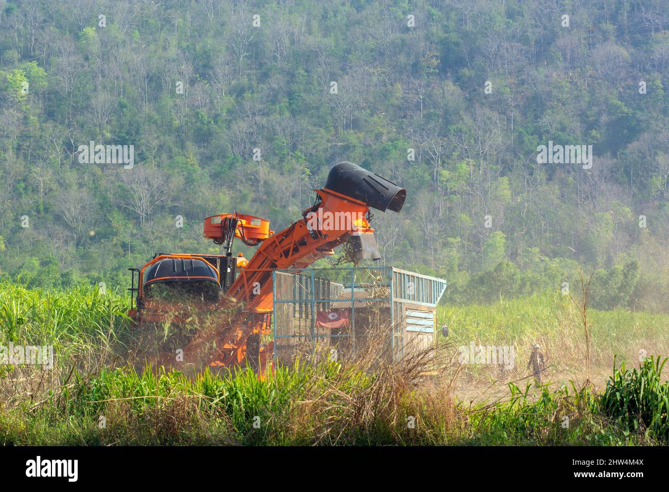 Zuckerrohrernte auf landwirtschaftlichen Gebieten, die mit natürlichen Wäldern verbunden sind. Stockfoto