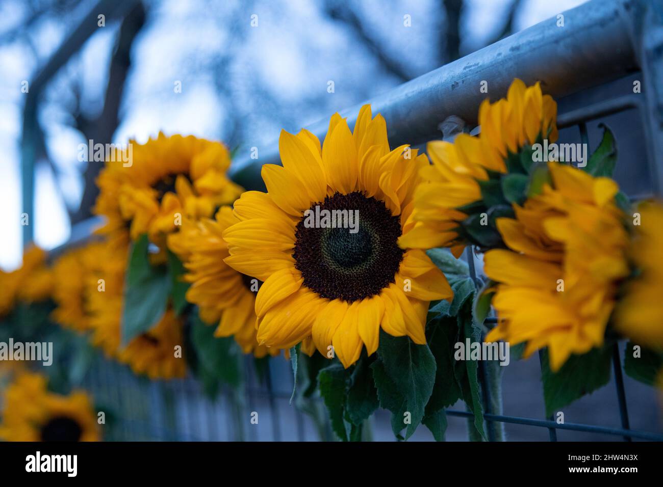 London, England. 3.. März 2022. Sonnenblumen, die Nationalblume der Ukraine, wurden vor der russischen Botschaft an Zäune gebunden, um die Solidarität mit der Ukraine und die Verurteilung der russischen Invasion des Landes zu symbolisieren.Quelle: Kiki Streitberger/Alamy Live News Stockfoto