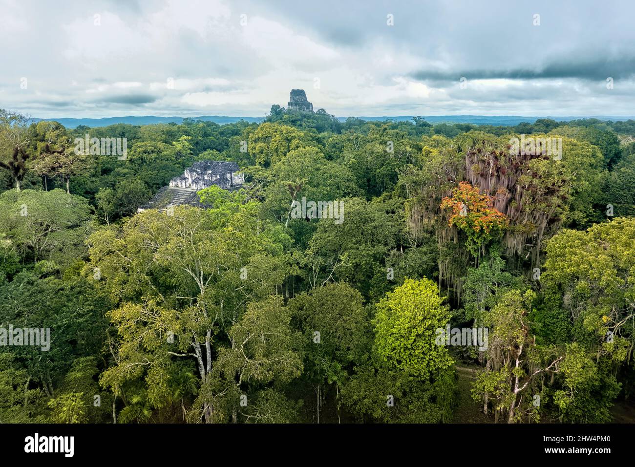 Tempel IV erhebt sich über dem Dschungel im Tikal Nationalpark, Petén, Guatemala Stockfoto