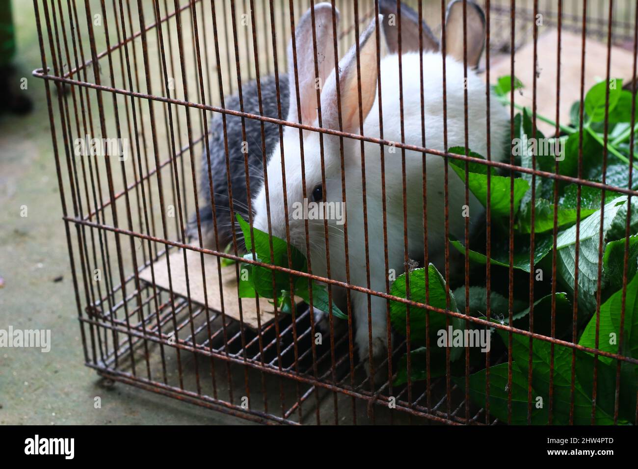 Zwei kleine niedliche Hasen in einem Käfig, die einige Pflanzen oder Blätter fressen. Grauer und weißer flauschiger Hase. Stockfoto