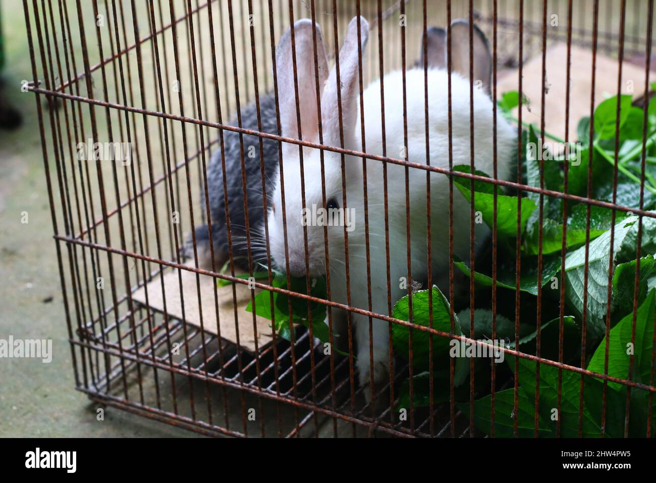 Zwei kleine niedliche Hasen in einem Käfig, die einige Pflanzen oder Blätter fressen. Grauer und weißer flauschiger Hase. Stockfoto