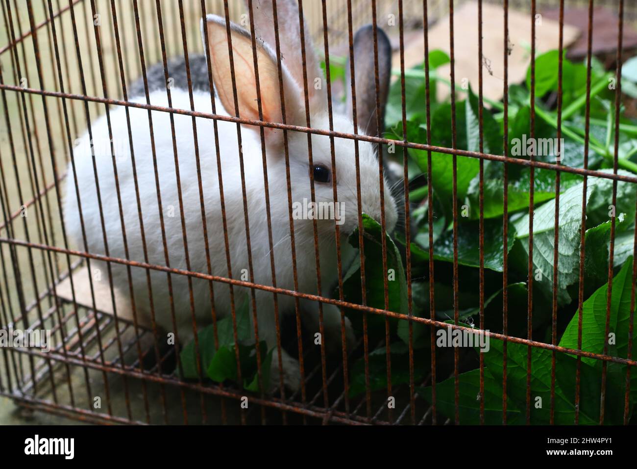 Zwei kleine niedliche Hasen in einem Käfig, die einige Pflanzen oder Blätter fressen. Grauer und weißer flauschiger Hase. Stockfoto