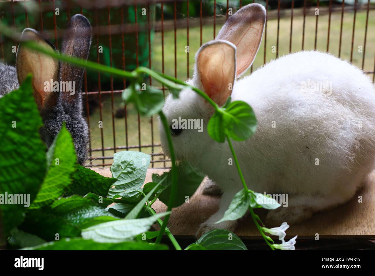 Zwei kleine niedliche Hasen in einem Käfig, die einige Pflanzen oder Blätter fressen. Grauer und weißer flauschiger Hase. Stockfoto