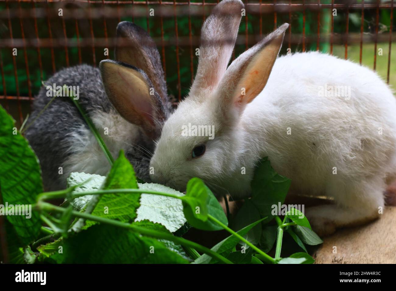 Zwei kleine niedliche Hasen in einem Käfig, die einige Pflanzen oder Blätter fressen. Grauer und weißer flauschiger Hase. Stockfoto
