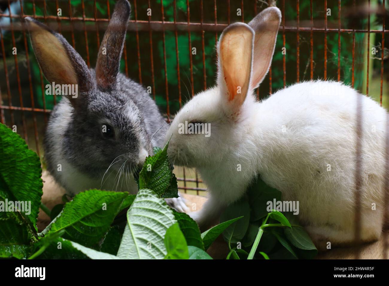 Zwei kleine niedliche Hasen in einem Käfig, die einige Pflanzen oder Blätter fressen. Grauer und weißer flauschiger Hase. Stockfoto