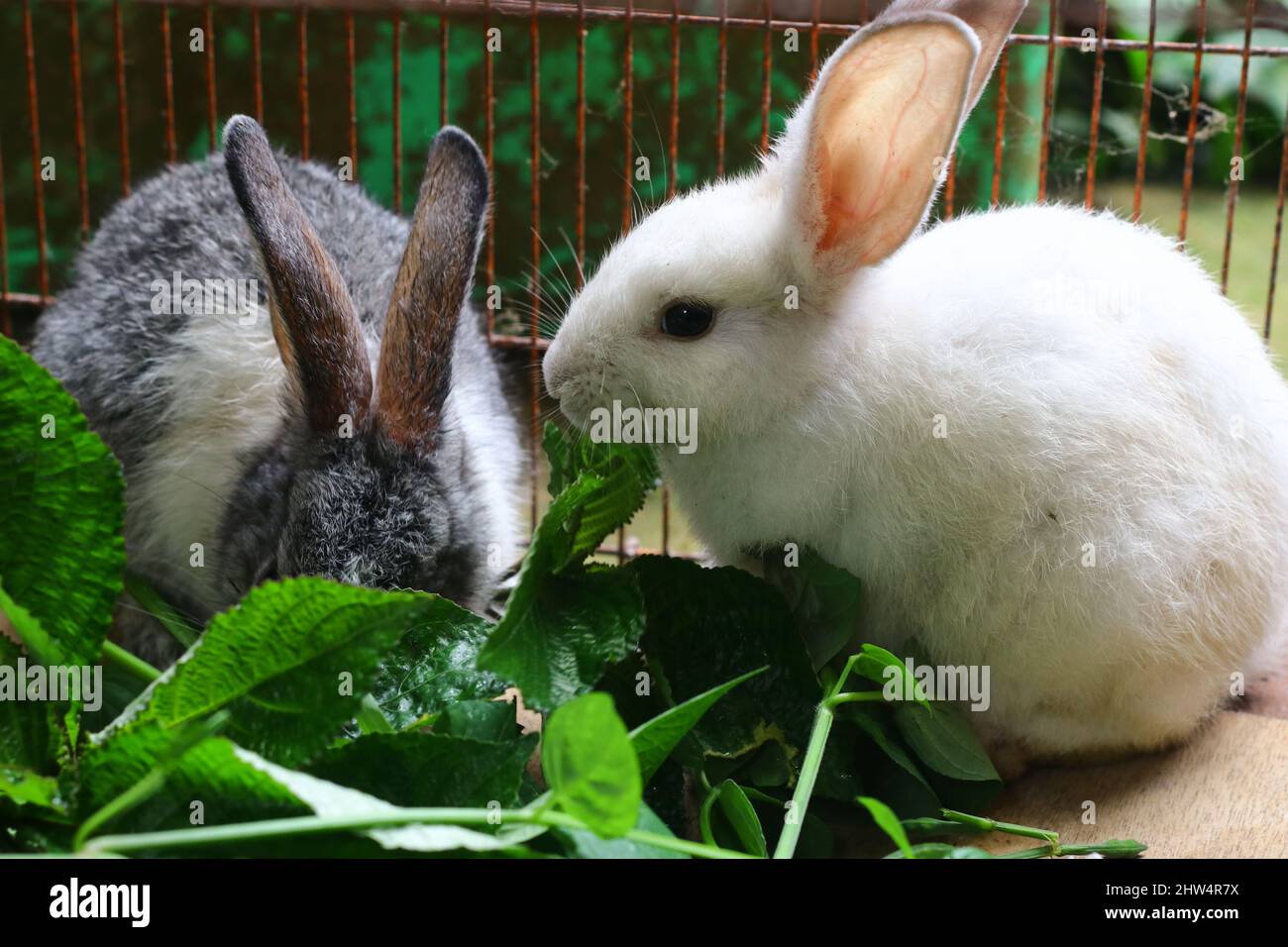 Zwei kleine niedliche Hasen in einem Käfig, die einige Pflanzen oder Blätter fressen. Grauer und weißer flauschiger Hase. Stockfoto