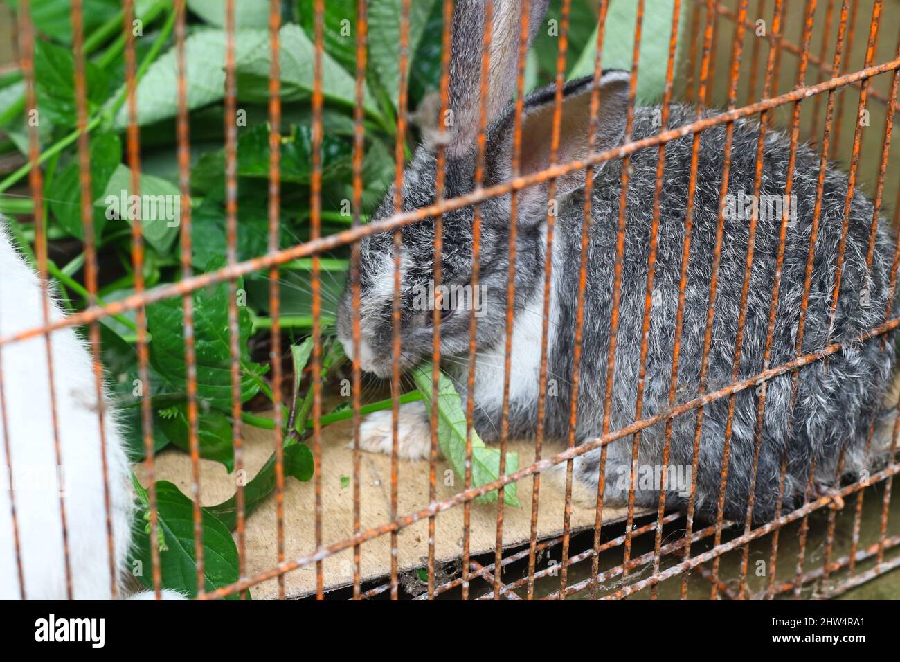 Zwei kleine niedliche Hasen in einem Käfig, die einige Pflanzen oder Blätter fressen. Grauer und weißer flauschiger Hase. Stockfoto