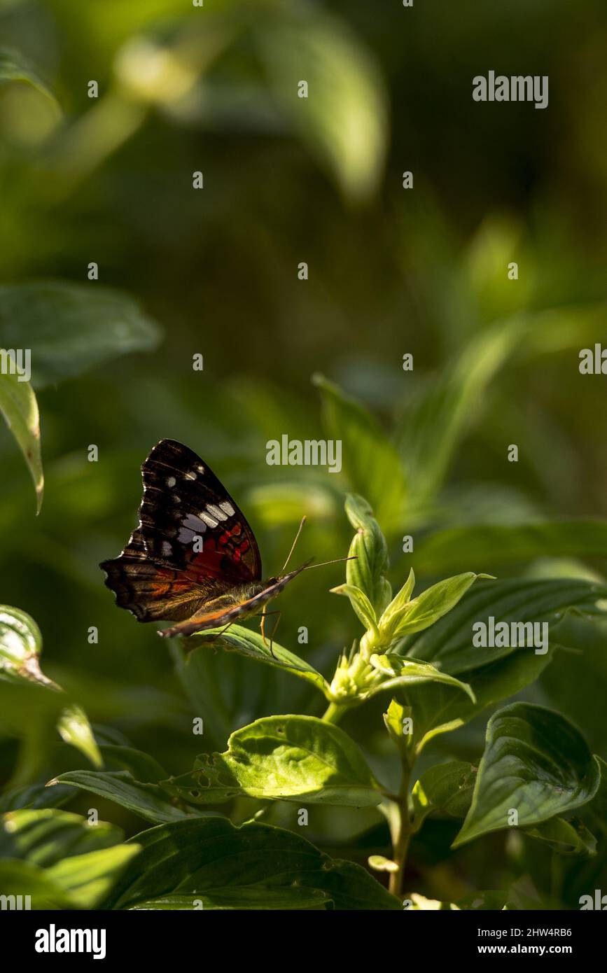 Shallow Focus Aufnahme eines Anartia amathea Schmetterlings, der an einem sonnigen Tag auf einer grünblättrigen Pflanze thront Stockfoto