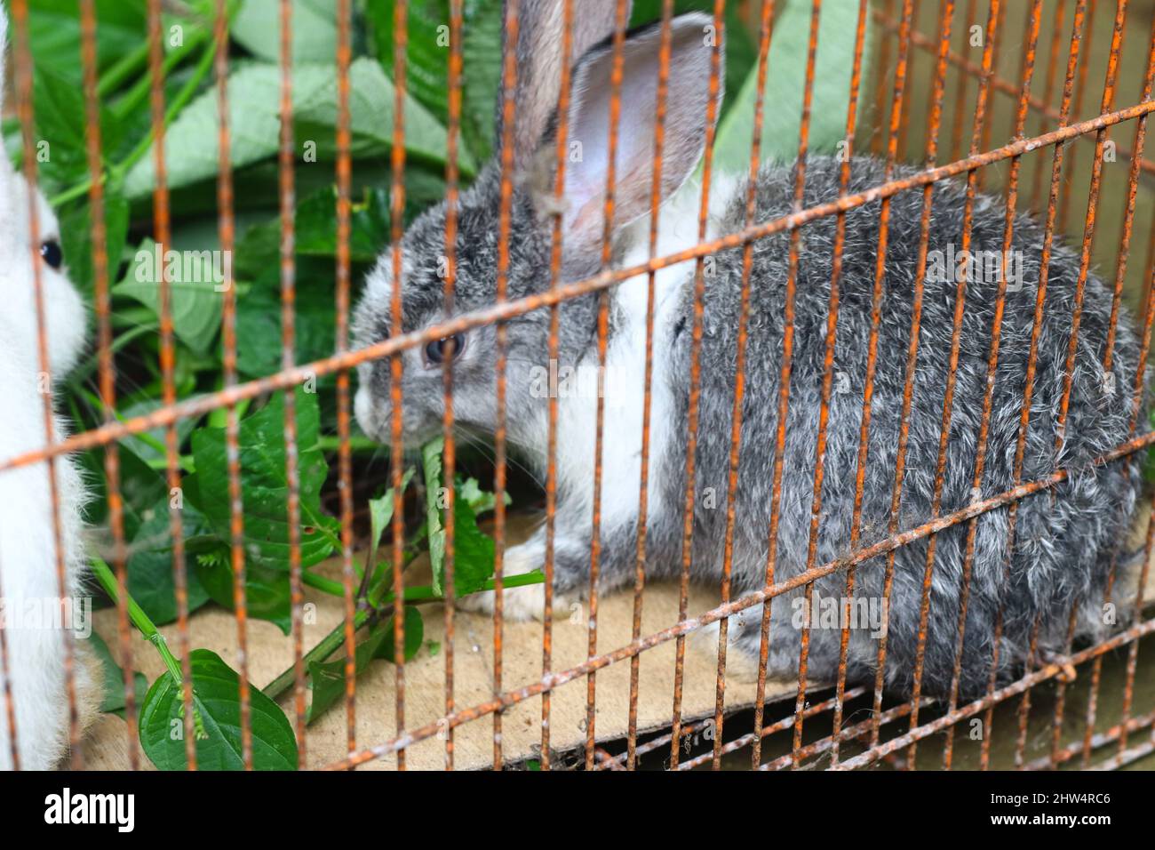Zwei kleine niedliche Hasen in einem Käfig, die einige Pflanzen oder Blätter fressen. Grauer und weißer flauschiger Hase. Stockfoto