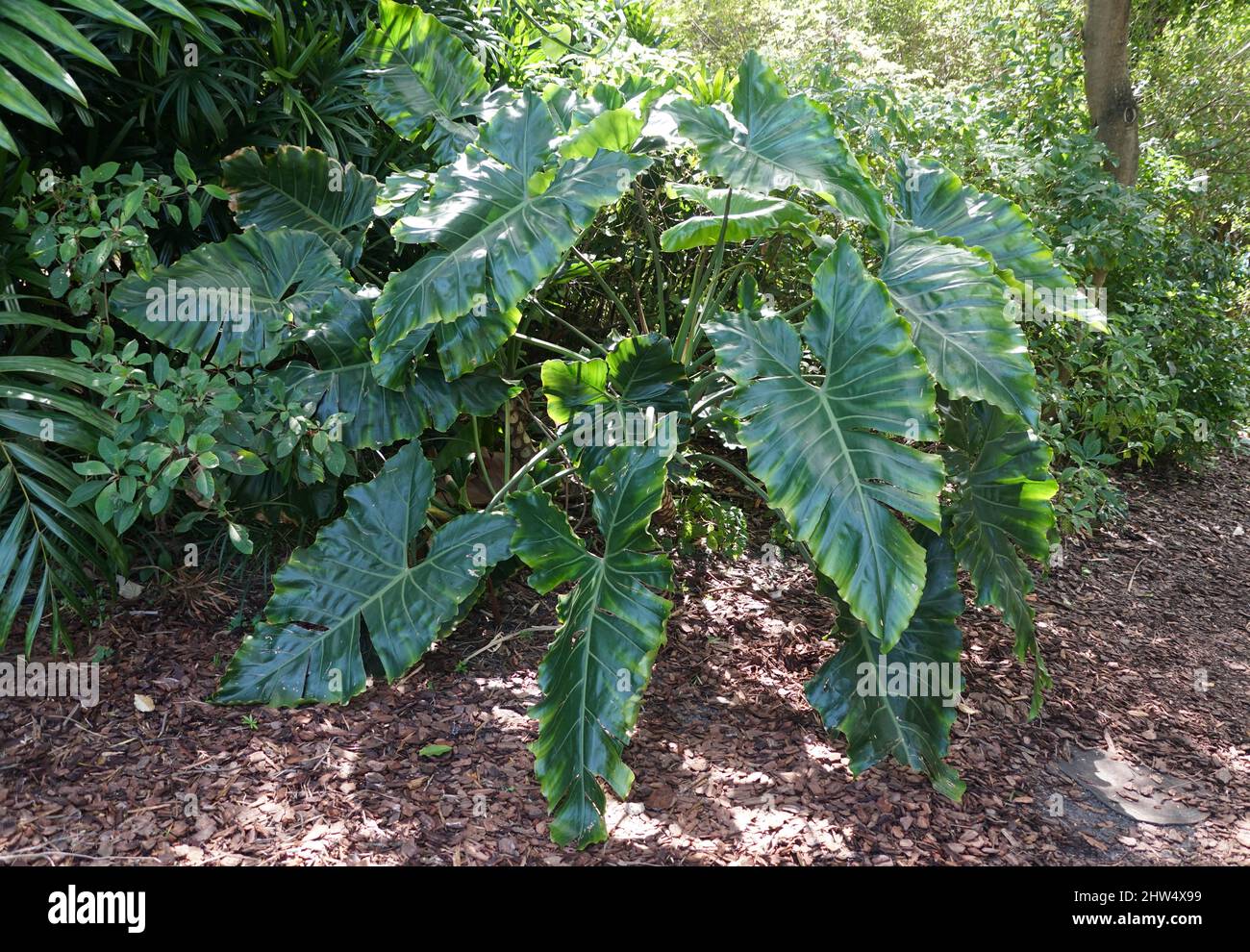 Die reifen und glnzend grnen Bltter von Philodendron giganteum in einem  Garten Stockfotografie - Alamy