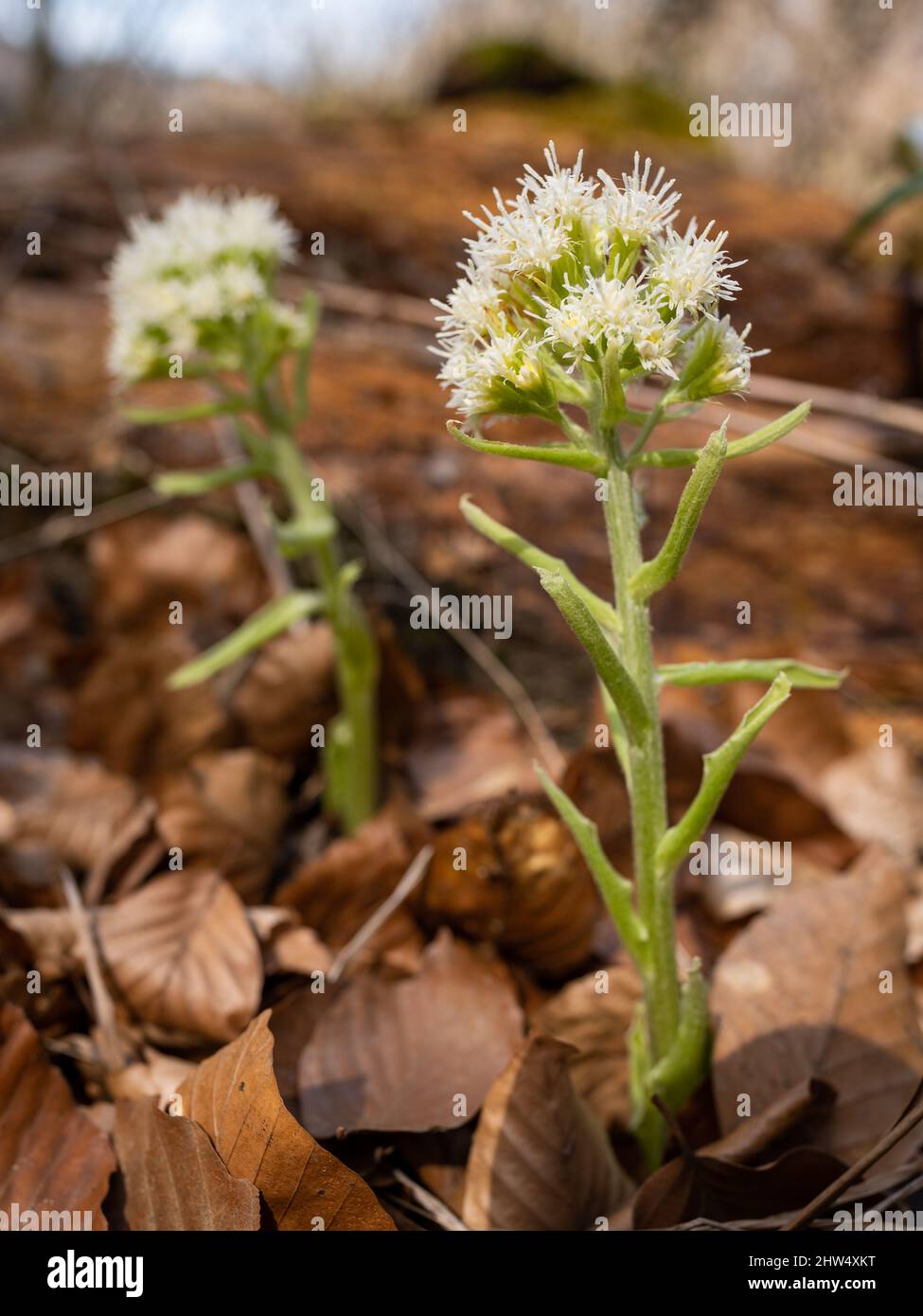 Nahaufnahme von weißen Butterbur-Blüten (Petasites albus) im Wald, braune Blätter auf dem Boden, sonniger Tag im Frühling Stockfoto