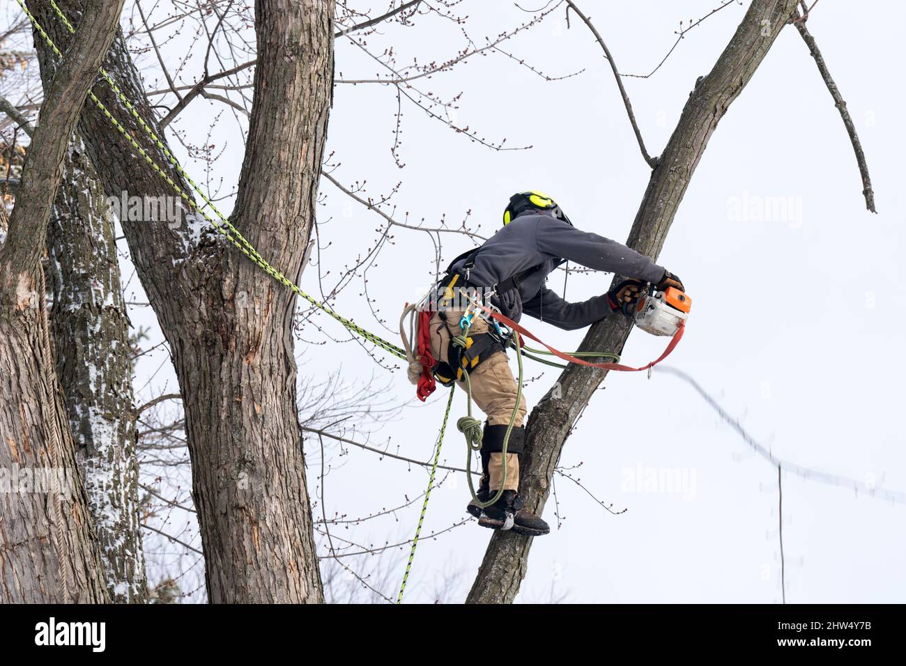 Ein Baumchirurg schneidet und trimmt einen Baum Stockfoto