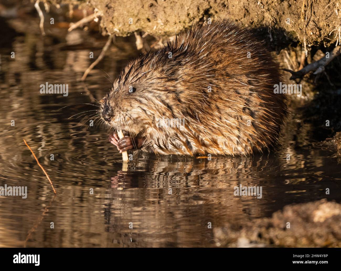 Ein sehr feinsinniger Muskrat, der ein Stück aquatische Vegetation abrundet, an der er sich festlich festmacht. Aus nächster Nähe betrachtet. Stockfoto