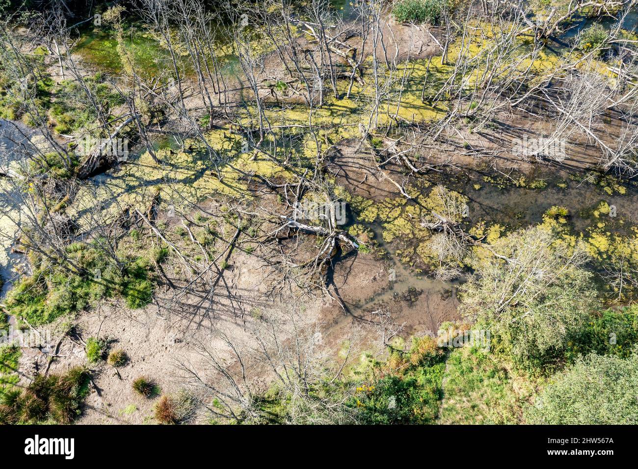 Waldsumpf. Sumpfige Wildnis Landschaft mit gefallenen trockenen Bäumen. Draufsicht Luftaufnahme. Stockfoto