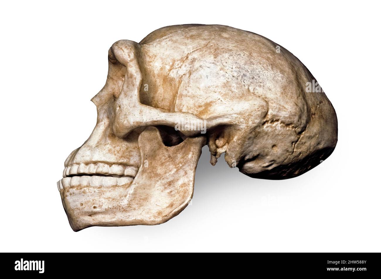 Peking-Mann (Sinanthropus pekinensis), Homo Erectus Stockfoto