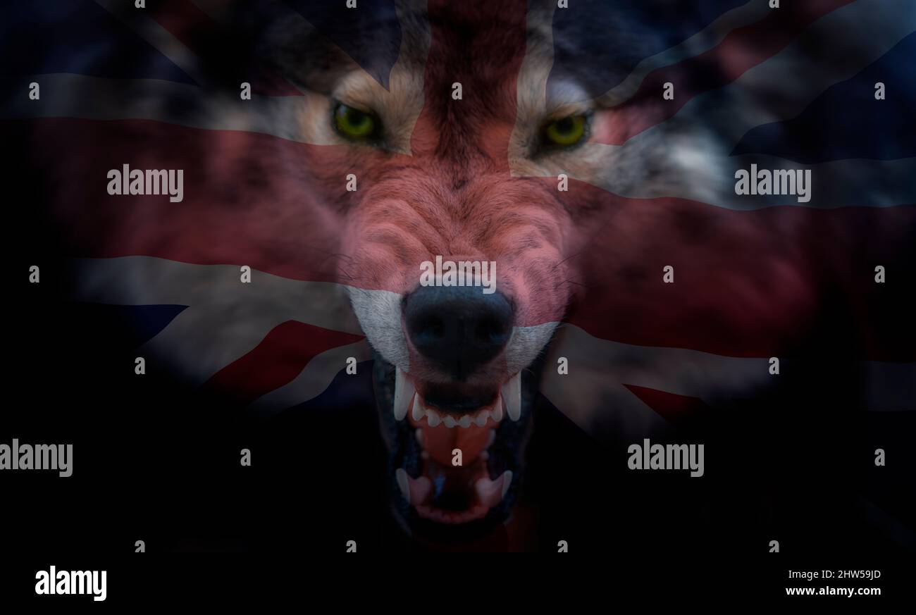 Vereinigtes Königreich von Großbritannien - die Flagge von Union Jack wurde auf die Mündung eines Wolfes projiziert Stockfoto