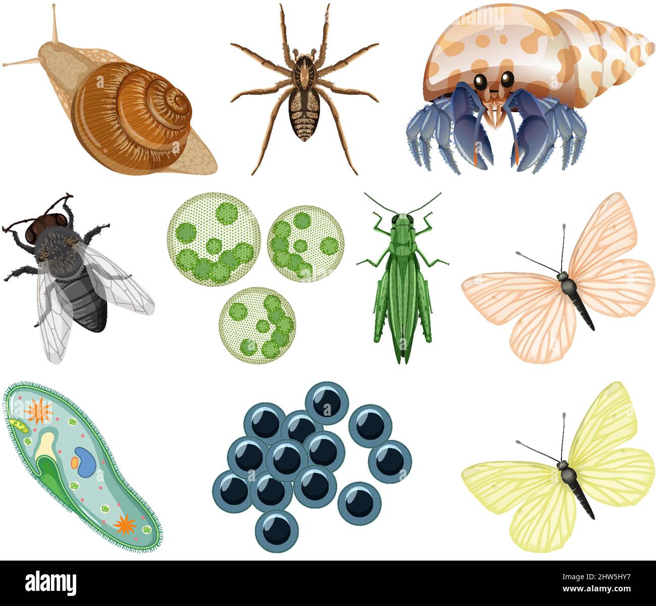Verschiedene Arten von Insekten und Tieren auf weißem Hintergrund Illustration Stock Vektor