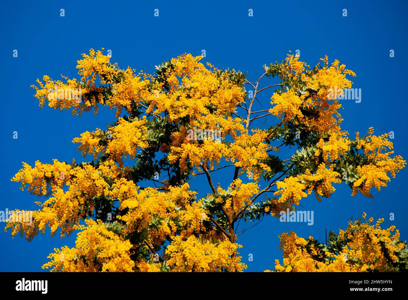 Akazie Dealbata Blumenpflanze - Australien Stockfoto
