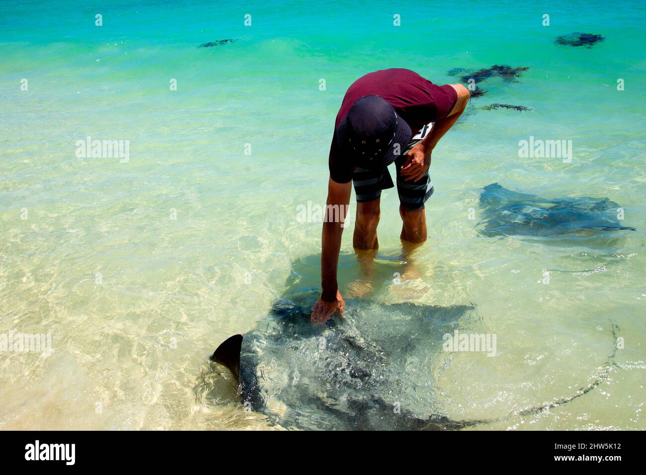 Sting Ray - Hamelin Bay - Australien Stockfoto