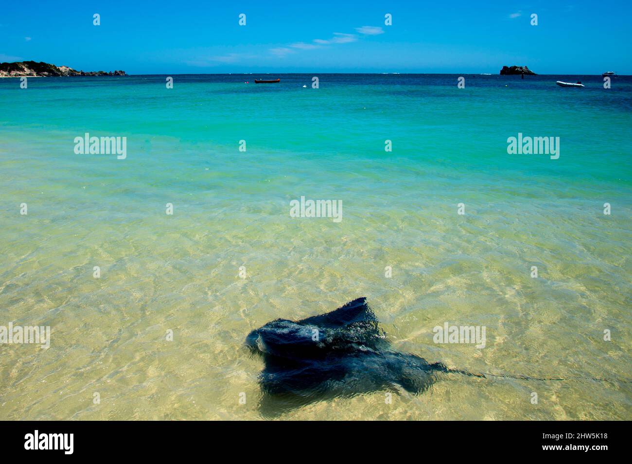 Sting Ray - Hamelin Bay - Australien Stockfoto