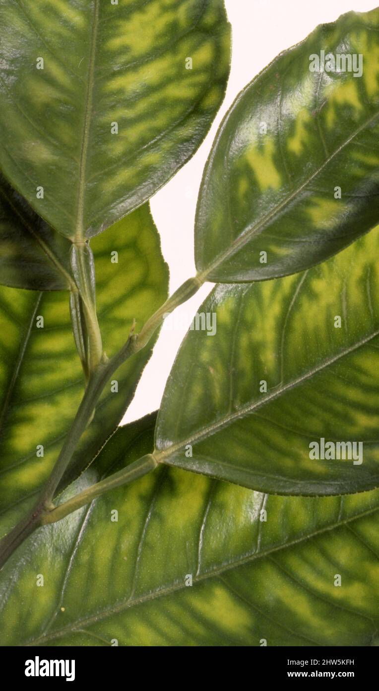 CLOSE UP STUDIO-BILD DES MANGANMANGELS AN DEN BLÄTTERN VON ZITRUSBÄUMEN. DIE BLÄTTER WERDEN MIT GELBLICH GRÜNEN BEREICHEN ZWISCHEN DEN HAUPTADERN GESPRENKELT. Stockfoto