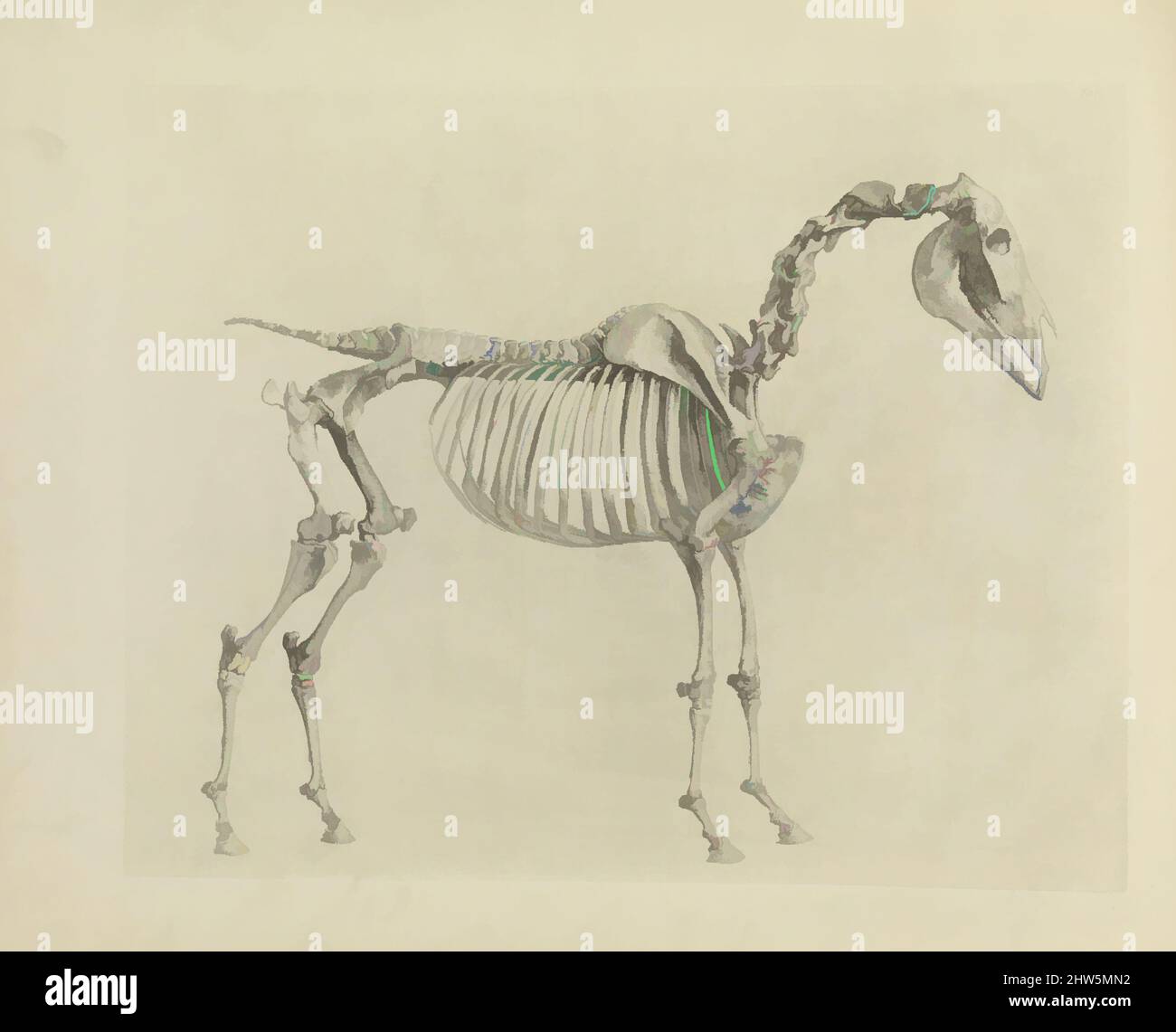 Kunst inspiriert von der Anatomie des Pferdes, einschließlich einer besonderen Beschreibung der Knochen, Knorpel, Muskeln, Faszien, Bänder, Nerven, Arterien, Venen und Drüsen, 1766, Abbildungen: Radierung, 18 1/4 x 23 Zoll (46,4 x 58,4 cm), Bücher, Klassisches von Artotop mit einem Schuss Moderne modernisiertes Werk. Formen, Farbe und Wert, auffällige visuelle Wirkung auf Kunst. Emotionen durch Freiheit von Kunstwerken auf zeitgemäße Weise. Eine zeitlose Botschaft, die eine wild kreative neue Richtung verfolgt. Künstler, die sich dem digitalen Medium zuwenden und die Artotop NFT erschaffen Stockfoto