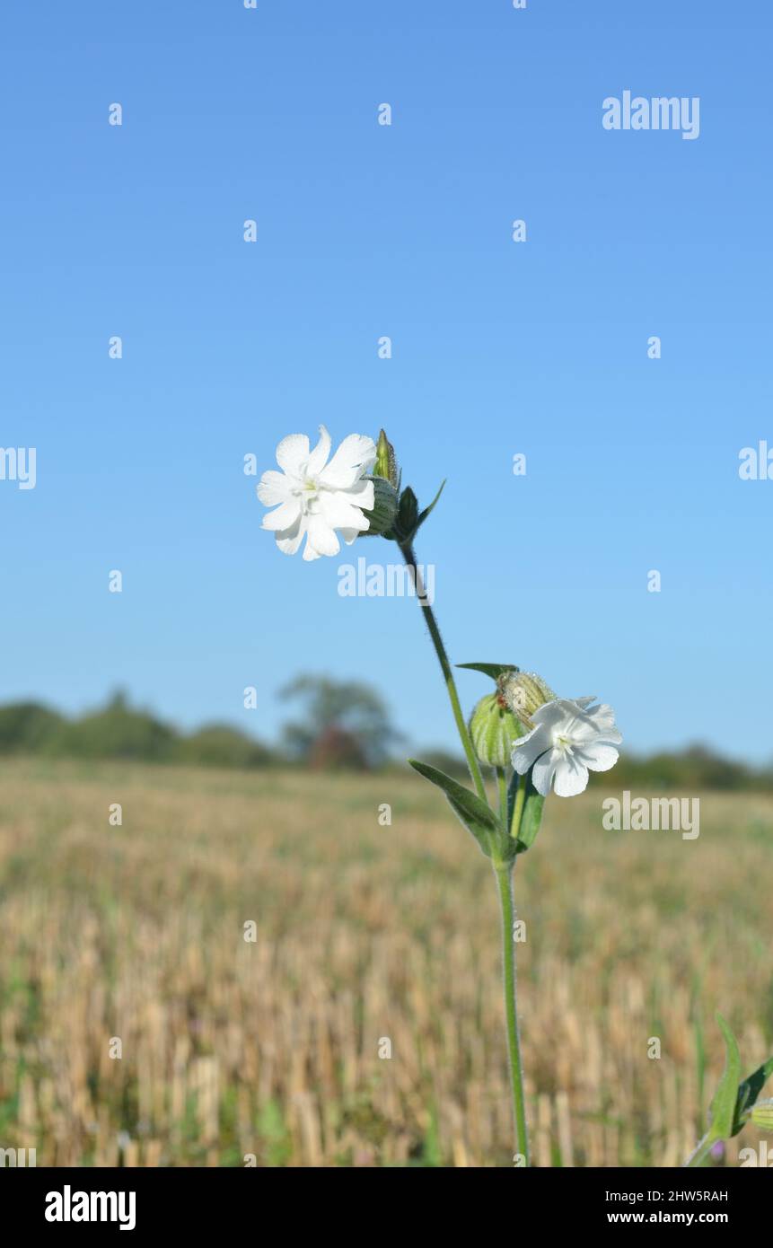Weiße Lichtnelke auf dem gedroschenen Feld Stockfoto