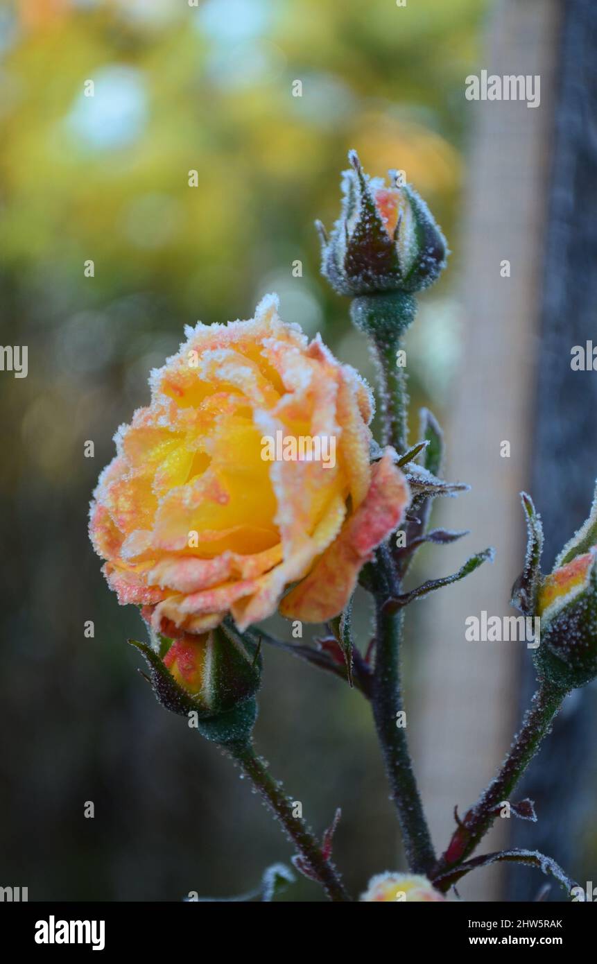 Rose im Frost Stockfoto