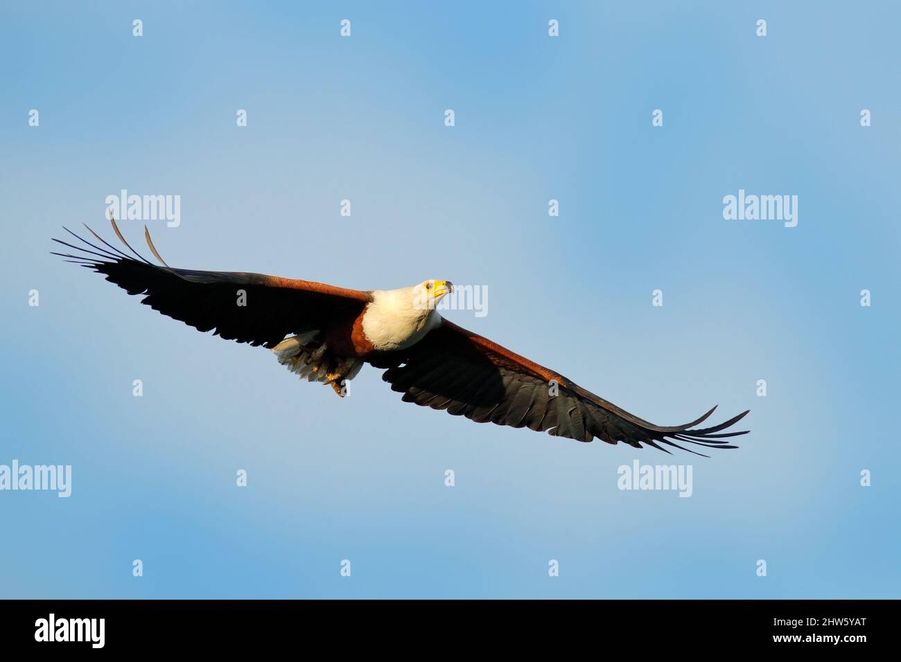 Afrikanischer Fischadler, Haliaeetus vocifer, brauner Vogel mit weißer Kopffliege. Adlerflug über dem Seewasser. Wildtierszene aus afrikanischer Natur, Okavang Stockfoto