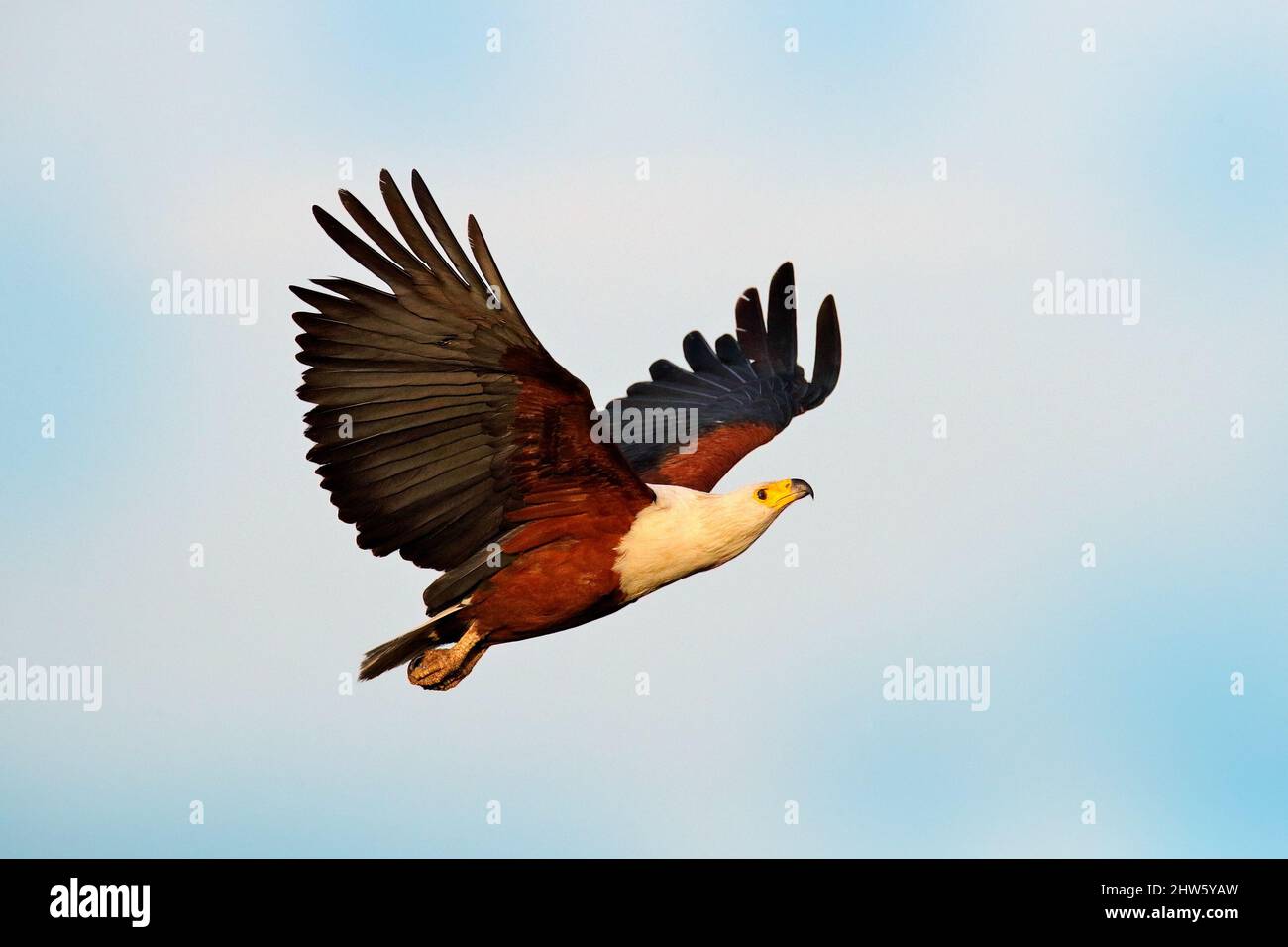 Afrikanischer Fischadler, Haliaeetus vocifer, brauner Vogel mit weißer Kopffliege. Adlerflug über dem Seewasser. Wildtierszene aus afrikanischer Natur, Okavang Stockfoto