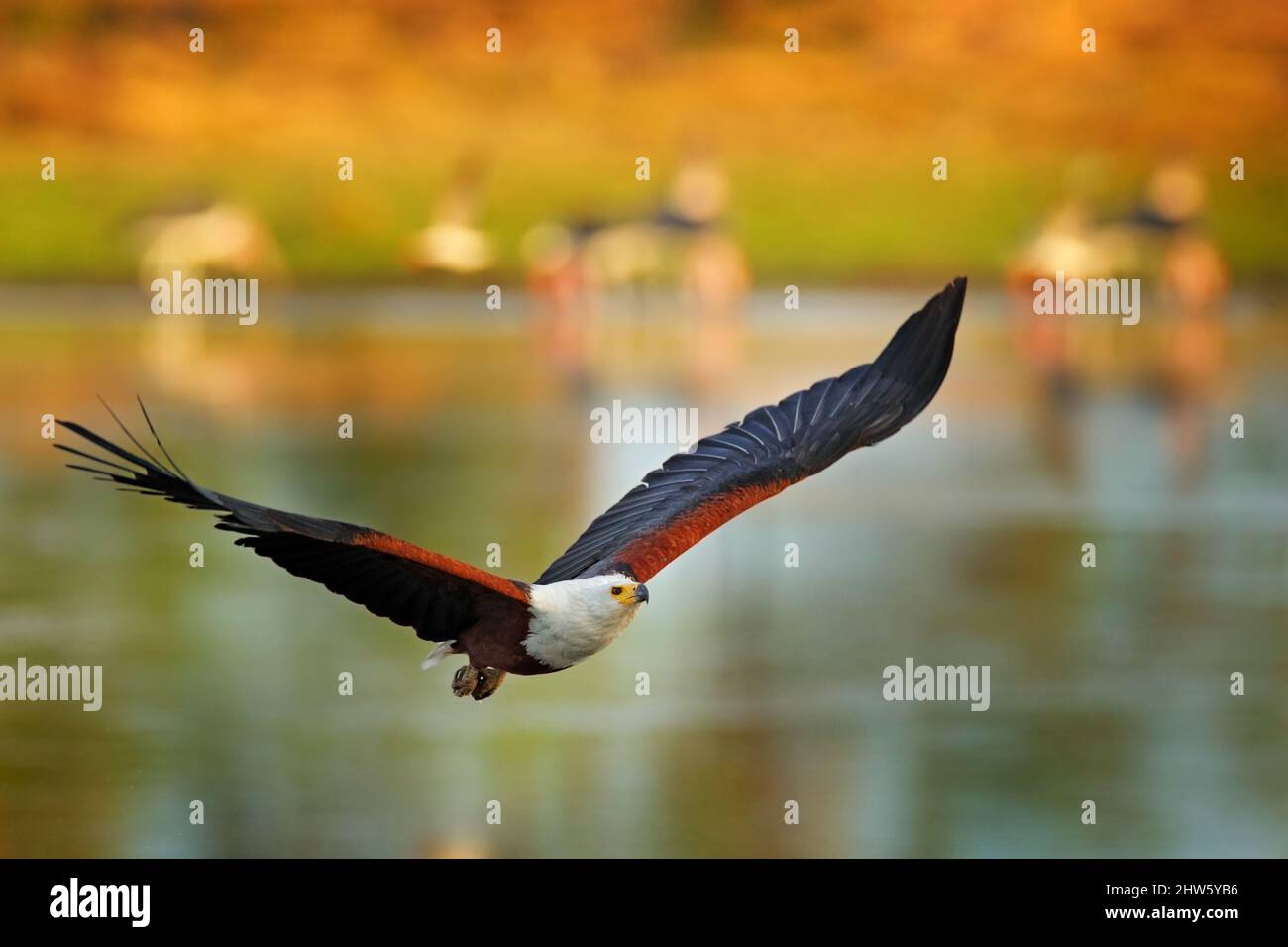 Afrikanischer Fischadler, Haliaeetus vocifer, brauner Vogel mit weißer Kopffliege. Adlerflug über dem Seewasser. Wildtierszene aus afrikanischer Natur, Okavang Stockfoto