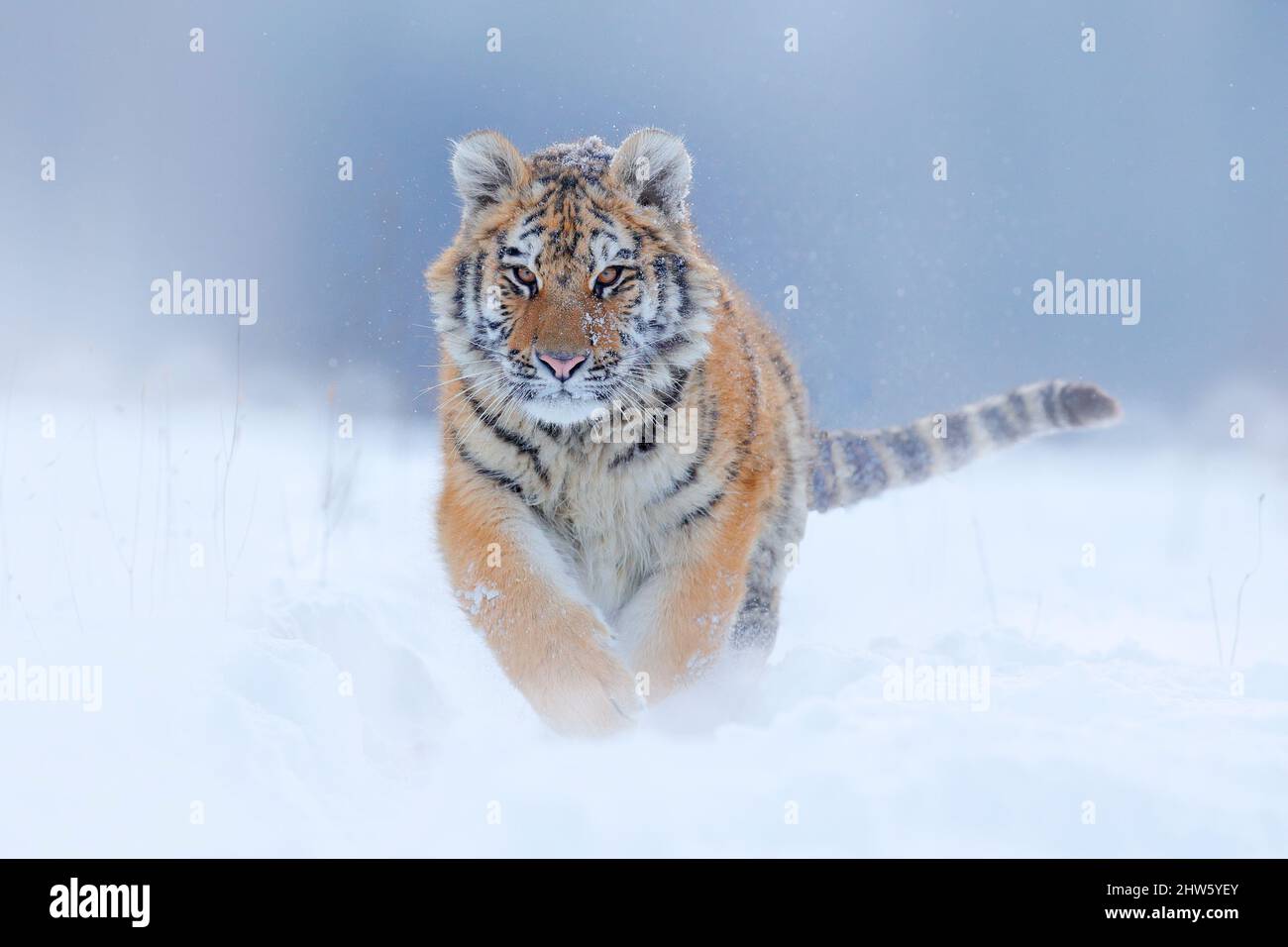 Tiger, kalter Winter in der Taiga, Russland. Schneeflocken mit wilder Amur-Katze. Tiger Schnee laufen in wilden Winter Natur. Sibirischer Tiger, Panthera tigris altaica. A Stockfoto