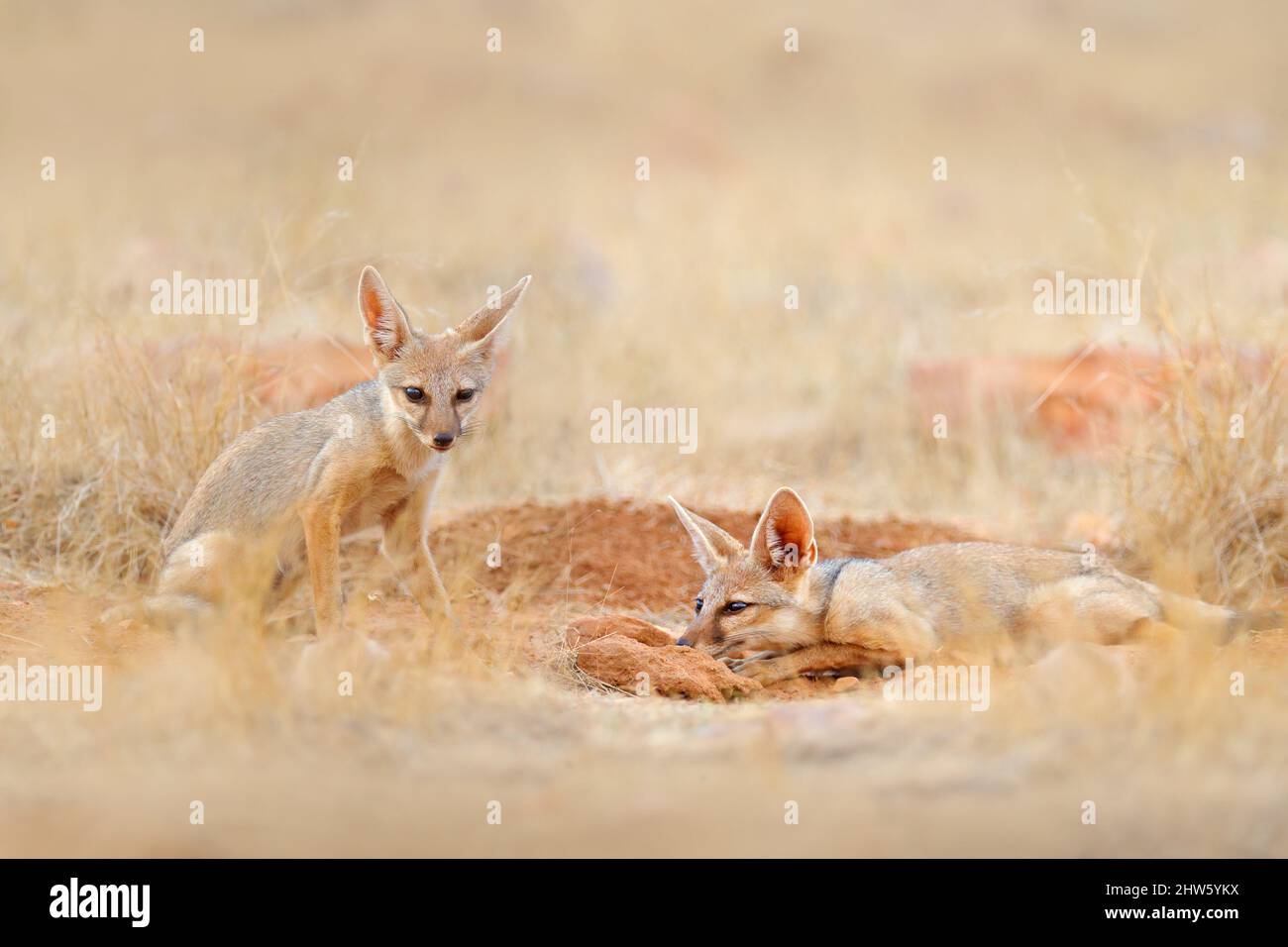 Indian Fox, Vulpes bengalensis, Ranthambore National Park, Indien. Wildes Tier im natürlichen Lebensraum. Fuchs in der Nähe des Nistbochs. Wilder Hund mit großen Ohren. Stockfoto