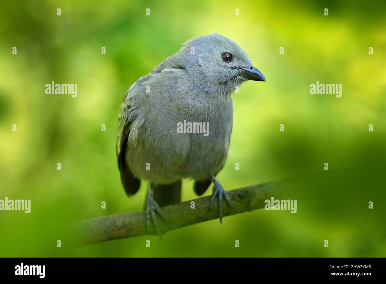 Palmtanager, Thraupis palmarum, Vogel im grünen Wald Habitat, Costa Rica. Dunkelgrüner Wald, Tangare im Naturlebensraum. Wildlife Szene aus t Stockfoto