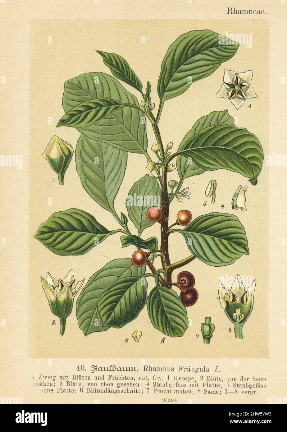 Original antiker botanischer Chromolithograph von Rhamnus frangula, erschienen im Verlag von Fr. Eugen Kohler, 1895. Das Urheberrecht ist abgelaufen Stockfoto