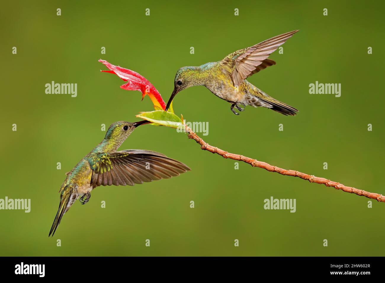Schuppiger Kolibri, Phaeochroa cuvierii, mit roter Blüte im tropischen Lebensraum. Zwei Vögel fliegen neben der Blüte, klarer grüner Hintergrund, Boca T Stockfoto